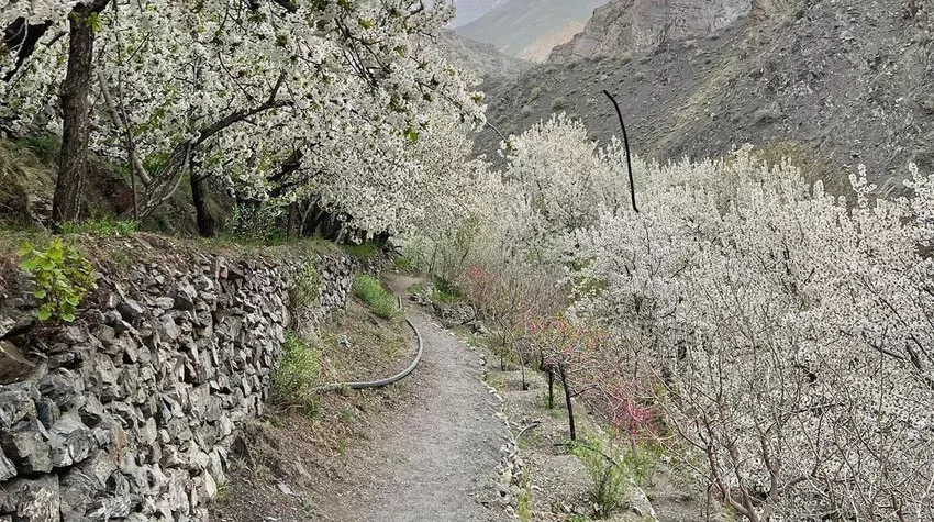 عکس روستای سرسبز رندان