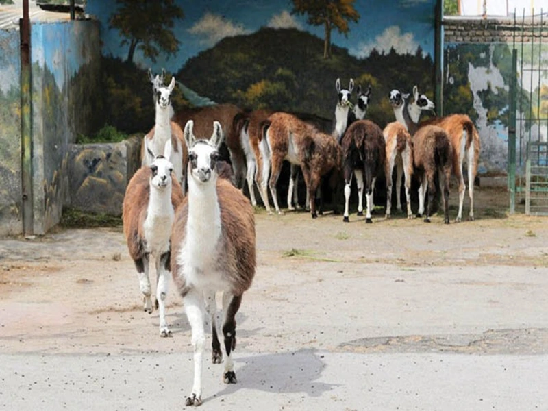 باغ وحش پارک وکیل آباد مشهد