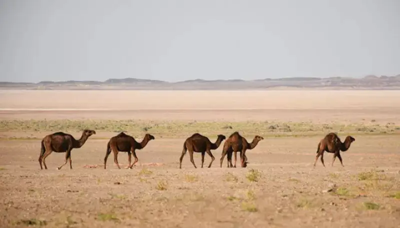 حیوانات و گیاهان کویر ابوزیدآباد