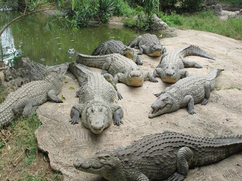 پارک کروکودیل هنگام
