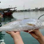 سوغات خوراکی بوشهر