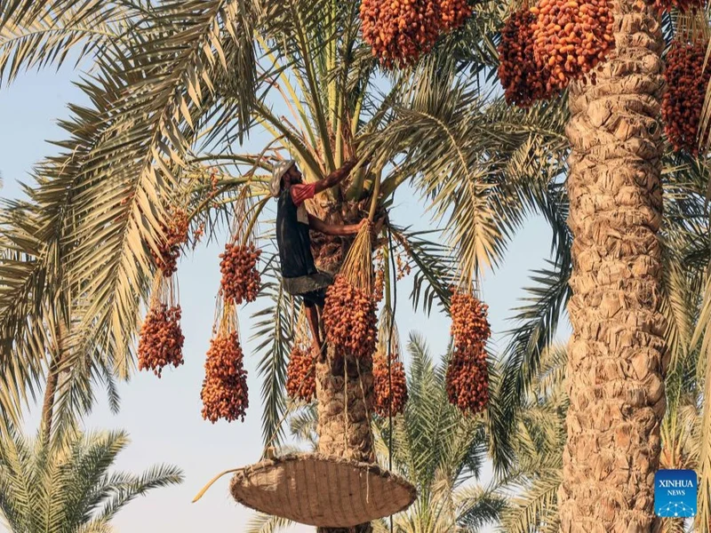 نخلستان جزیره هنگام