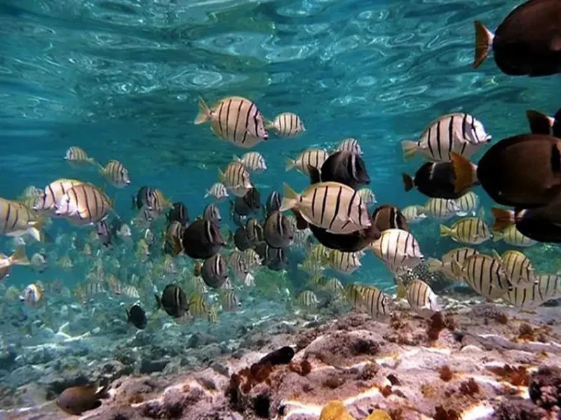 آکواریوم طبیعی جزیره هنگام