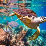 جاهای دیدنی جزیره هنگام