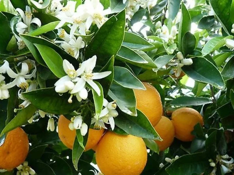 سوغات کشاورزی شیراز