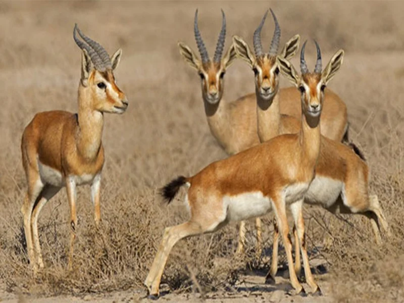 حیات وحش هنگام