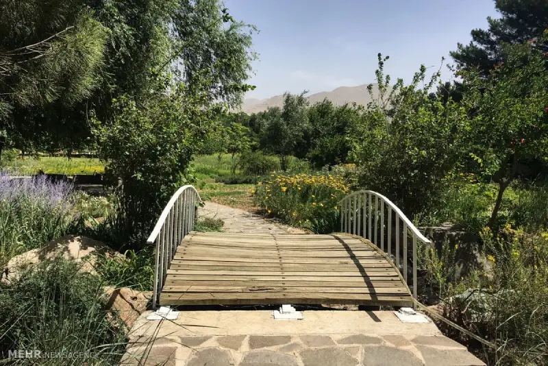 رویشگاه قفقاز