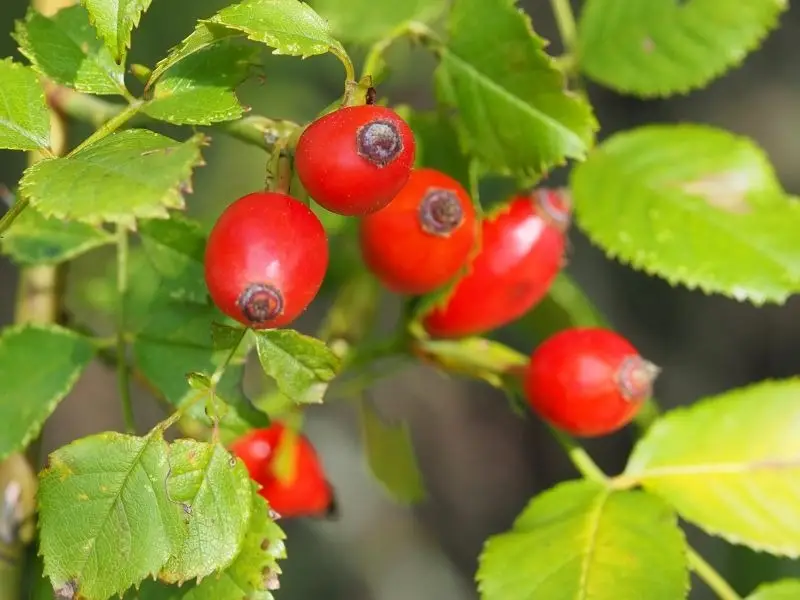 باغ میوههای بومی