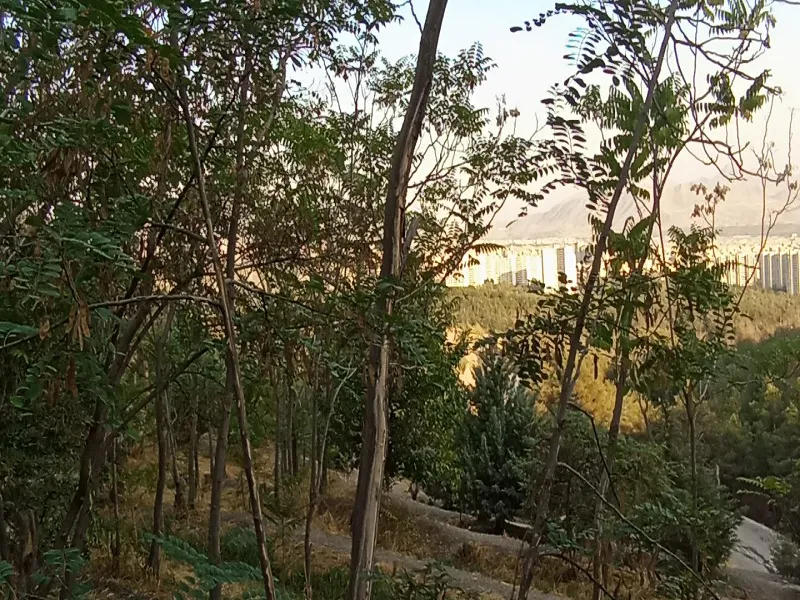 پارک جنگلی لویزان