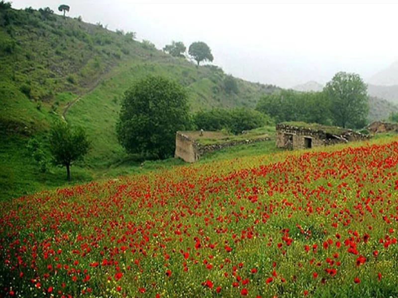 جنگل ارسباران تبریز
