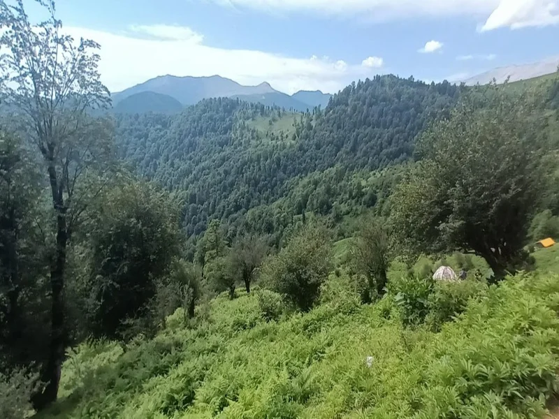 بام سبز ماسال