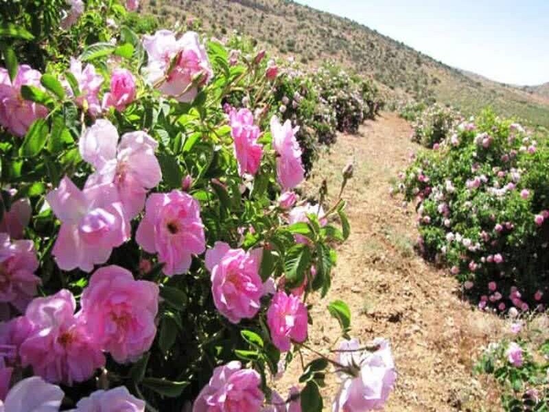 گلهای قمصر کاشان