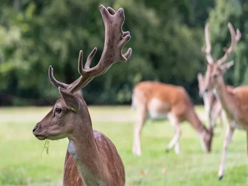 بوستان آهوان کیش