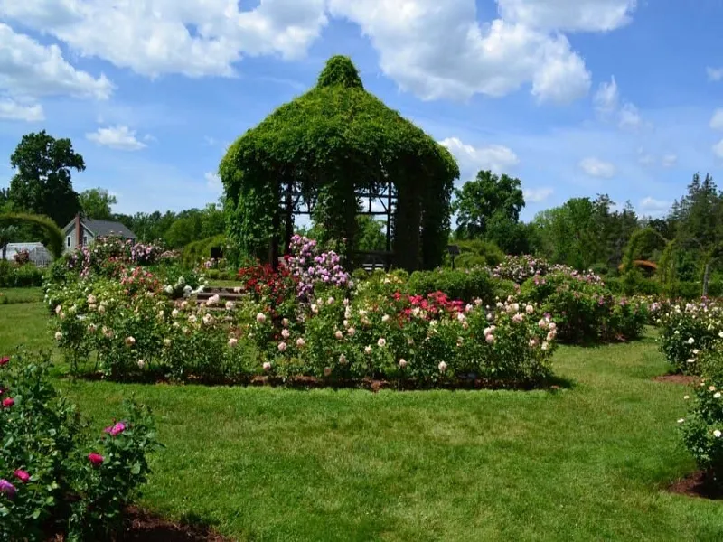 باغ رز پارک الیزابت