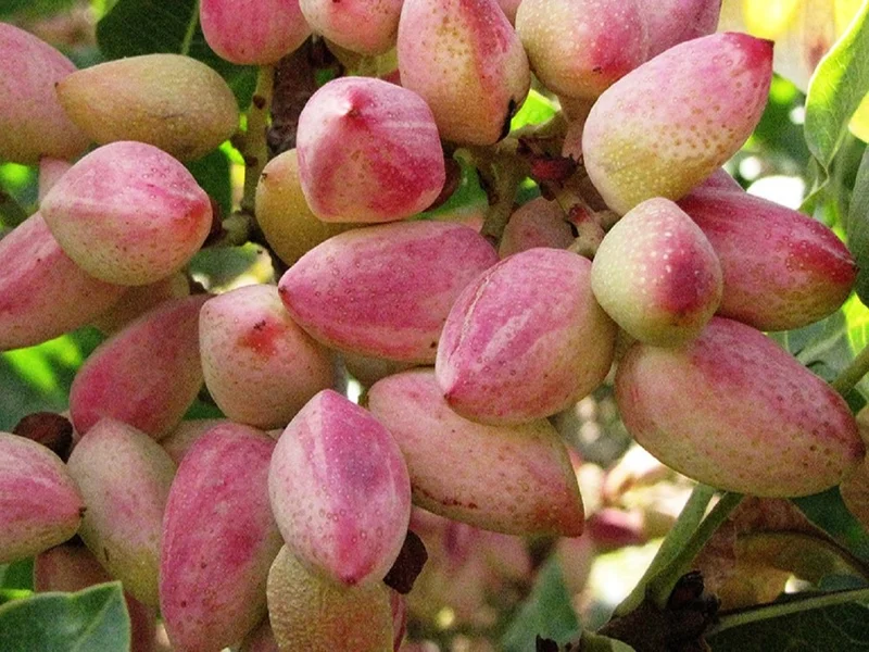 پسته محلات