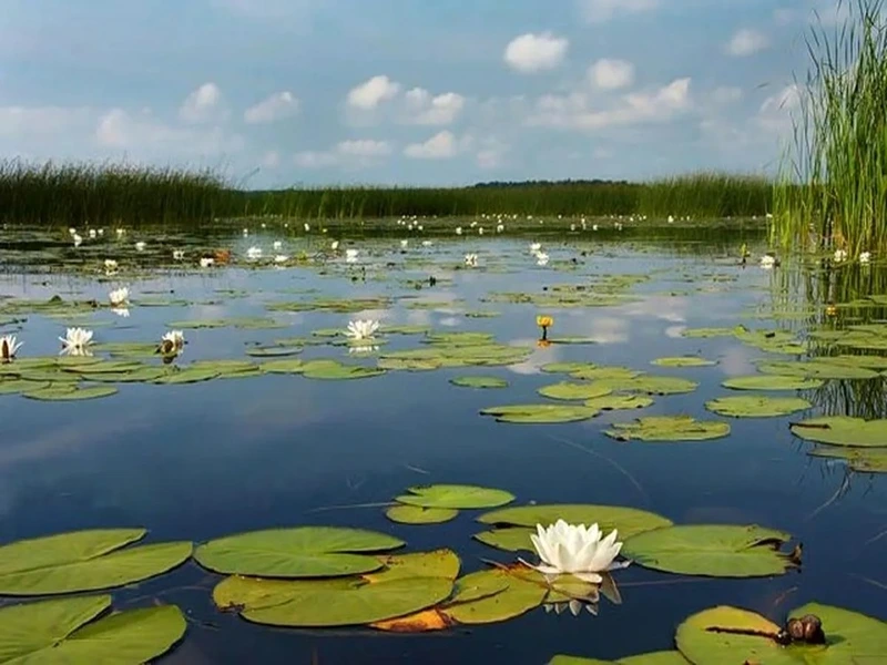 دریاچه نیلوفر کرمانشاه