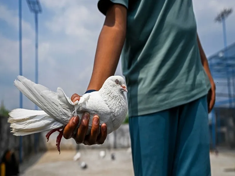 مجازات كبوترپرانی