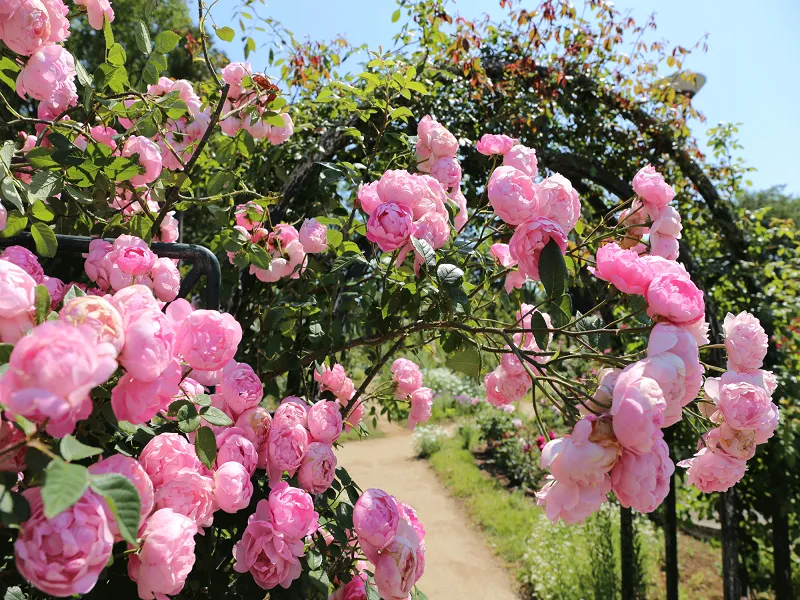 باغ رز ساکورا، ژاپن