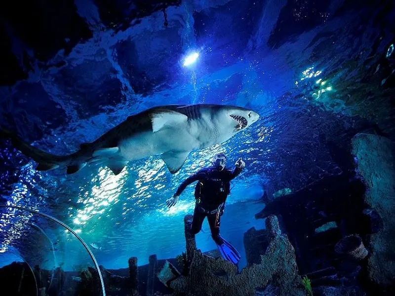 آکواریوم سی لایف استانبول