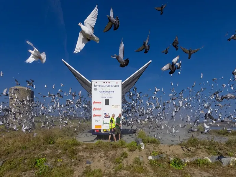 جرم کبوتربازی در محدوده فرودگاهها