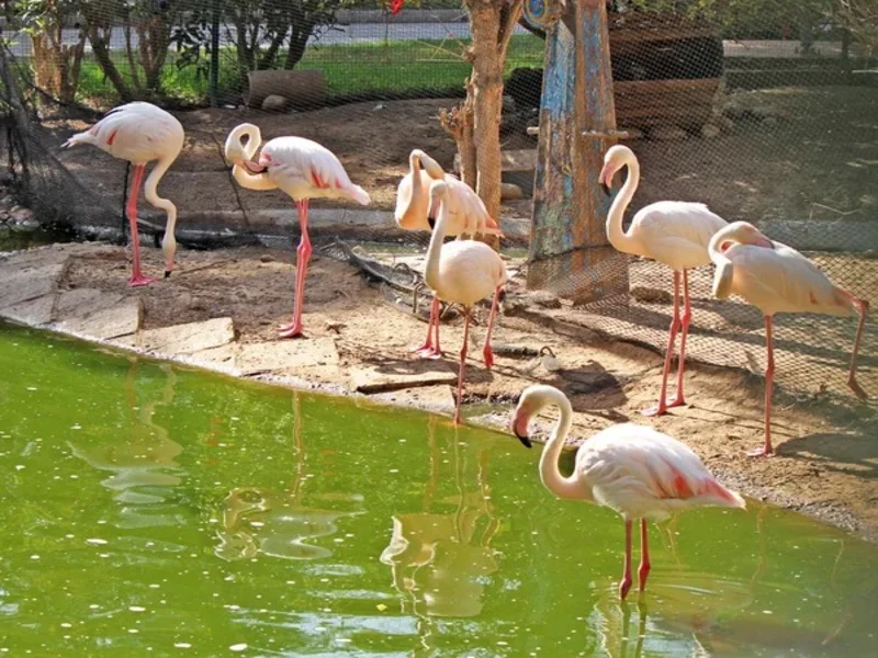 باغ وحش ایروان