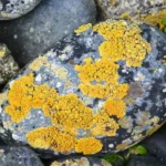 قوانین سفر به قطب جنوب