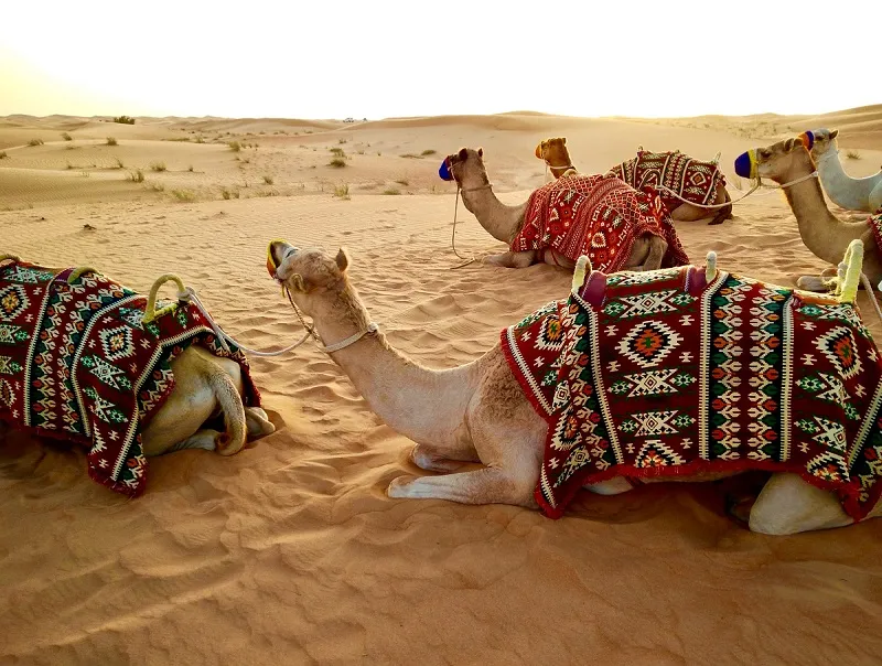 شترسواری کویر ورزنه