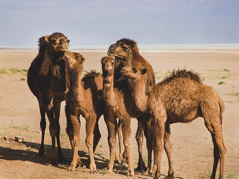 پوشش گیاهی و جانوری کویر مرنجاب