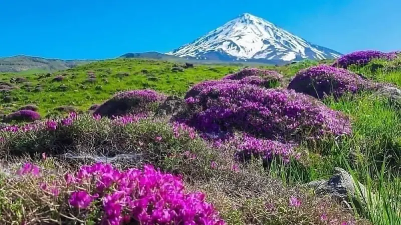 دشت لار
