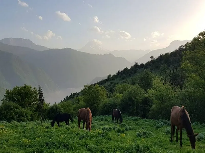 جنگل الیمستان