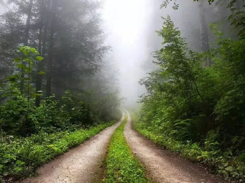 جواهرده 