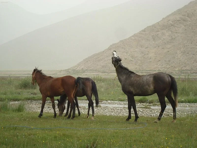 پارک ملی لار