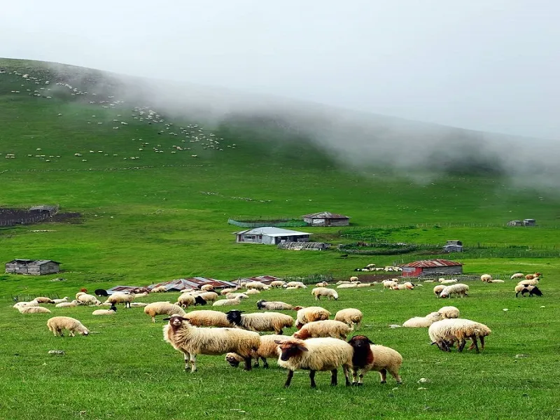 مازیچال کلاردشت