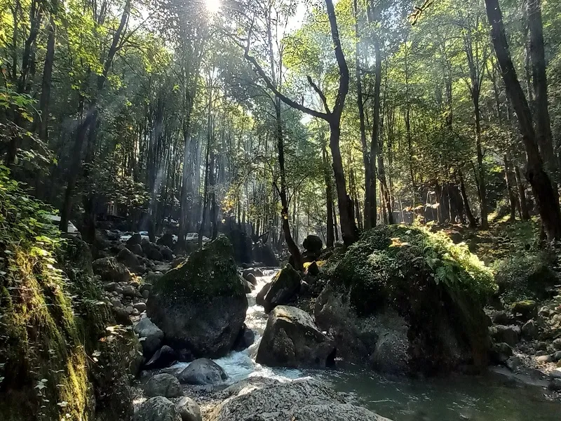 بوستان جنگلی صفارود مازندران