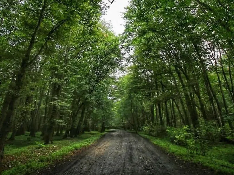 جنگل سی‌سنگان
