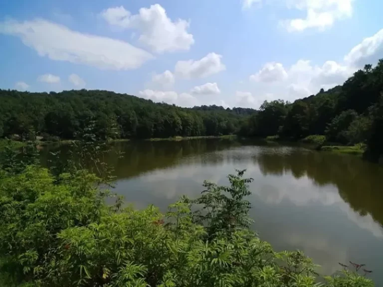 عکس از: سایت loxblog