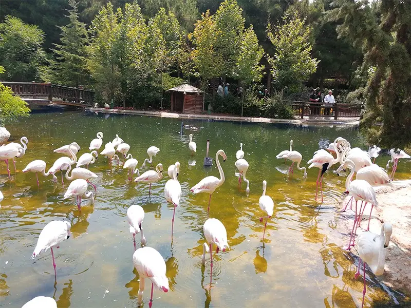 باغ پرندگان بندرعباس