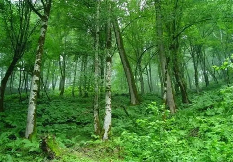 جنگل‌های هیرکانی ساری